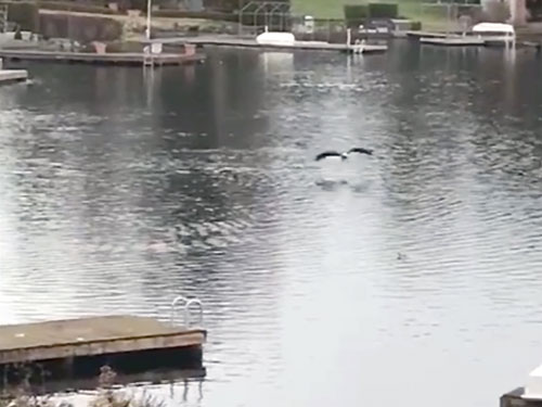 VIDEO: Amazing footage of Bald Eagle hunting Duck on Lake Burien