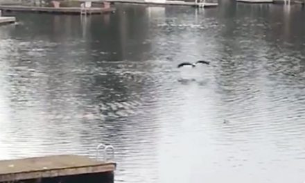 VIDEO: Amazing footage of Bald Eagle hunting Duck on Lake Burien